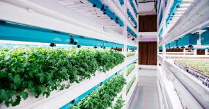 Rows of leafy greens growing on multi-level hydroponic racks under LED lights in a vertical farm aisle