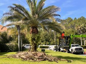 tree tech arborists
