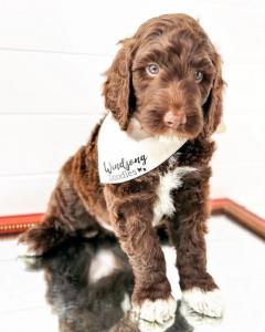goldendoodle for sale in California,