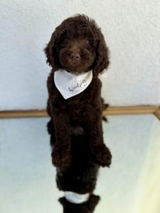 chocolate goldendoodle,