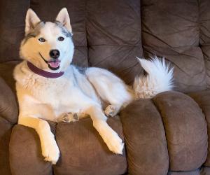 A canine member of the Kepley team indoors and following the new guidelines.