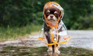 Dog Care Market
