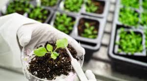 Agricultural Biotechnology Market