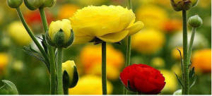 The colours of the Rainbow