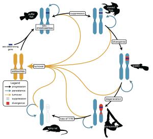 Chart showing how sex chromosomes evolve from sex determination system to another.