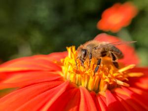 Bees are responsible for pollinating 30 percent of the world’s food crops and 90 percent of the world’s plants. Without bees, human life as we know it wouldn’t be sustainable.