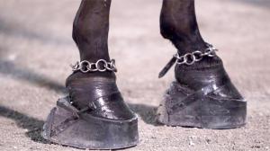 "Big Lick" Stacked Shoes and Ankle Chains Utilized on Tennessee Walking Horses