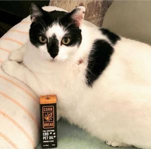 Buddy the cat loves Cornbread Hemp's corndog-flavored CBD oil. 