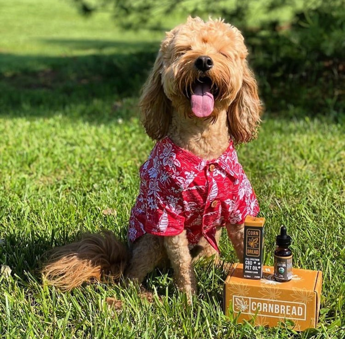 Cornbread Hemp spokes-dog, Rosco the Cavapoo, enjoying his summer with CBD products.