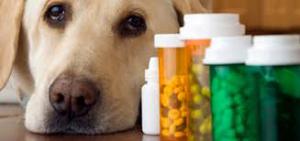 Pet Supplements Market