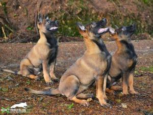 From puppies to protectors, these dogs are game changers in the counter-poaching field