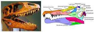 The massive jaws of Carcharodontosaurus vs the slender jaws of Spinosaurus. (Photo credit: Franko Fonseca, Wikimedia Commons, chart image: Public Doman)