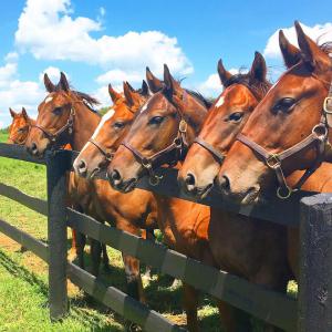 Yearlings at Stone Farm in Paris, Kentucky | Photo Credit: Marty Irby