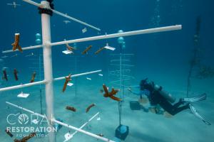 CRF™ Divers Install New Coral Genotypes in the CRF™ Genetic Bank