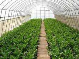 Greenhouse Horticulture Market