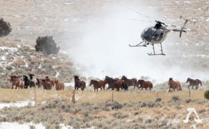 BLM Wild Horse Helicopter Roundup