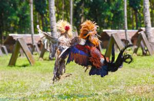 Cockfighting that runs rampant in the U.S. | Photo: Shutterstock