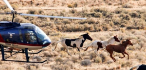 Bureau of Land Management Helicopter Roundup | Photo: American Wild Horse Campaign
