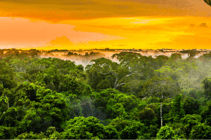 image of the Amazon Rain Forest at sunset