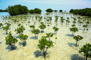 image of mangrove plantations