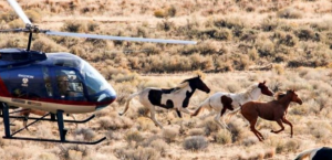 BLM Helicopter Wild Horse Roundup