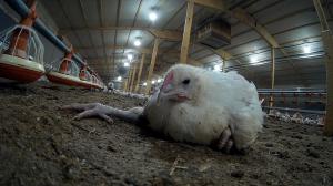 Chickens suffer on Moy Park farms, supplier of McDonald's.