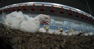A weakened chicken struggles to stand and breathe, without hope of veterinary care.