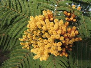 Quercetin, extracted from Fava d'anta (Dimorphandra mollis)
