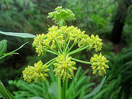 Lovage Extract