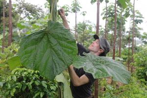 A World Tree Farmer measures an Empress Splendor (Paulownia) tree.