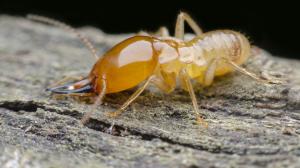 Termite Picture