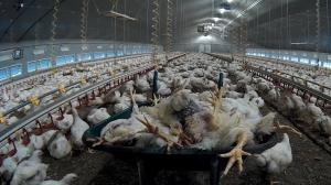 Wheelbarrow full of dead birds inside a Moy Park chicken farm, a known supplier to McDonald’s