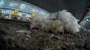 Weak, dying chicken at a Moy Park chicken farm, a known supplier to McDonald’s