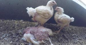 Two large birds next to deceased bird at a Moy Park chicken farm, a known supplier to McDonald’s