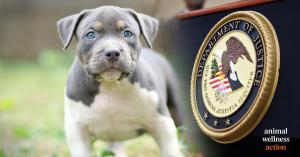 Senate Animal Cruelty Enforcement Act | Photo Credit: Craig Swanson Design