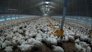 Tens of thousands of chickens packed inside farm. This image represents typical conditions of chicken farms and does not necessarily come from a supplier to these meal kit companies.