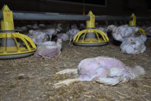 Dead chicken left to rot with the living. This image represents typical conditions of chicken farms and does not necessarily come from a supplier to these meal kit companies.