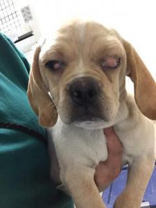 Arizona Pet Store Investigation on Companion Pets, Inc. | Photo: Bailing Out Benji
