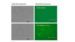 Lung epithelial cells created from iPSC culture using Allele’s proprietary protocol were effectively infected by a Baculo virus pseudotyped with full-length SARS-CoV-2 Spike protein and a NLS-mNeonGreen Reporter.