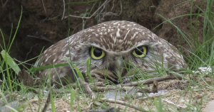 This unwise plan would wipe out wildlife, including this owl, photographed in Ballona Wetlands.