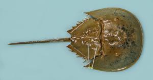 An Atlantic horseshoe crab (Limulus polyphemus) specimen from the Kepley aquaculture facility in North Carolina.