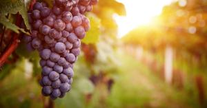 Bunch of Grapes hanging off Vine in the foreground with Vineyards and Sun in Background