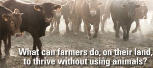 Cows are raised to be slaughtered. A growing number of ranchers do not want to see them killed.