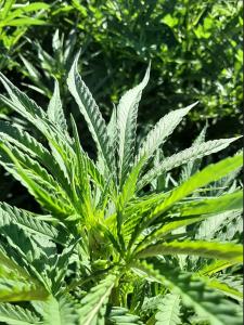 bud excellent pungency, sharp flavor, and smooth, clean-smelling burn smoke