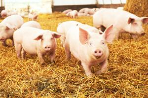 AGT-L50 Feed Supplement for Swine