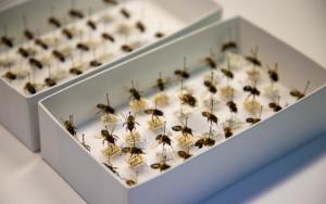 Photo of several bee specimens pinned inside a box