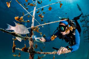 CRF diver cleans a Coral Tree in the biggest Coral Tree Nursery in the World