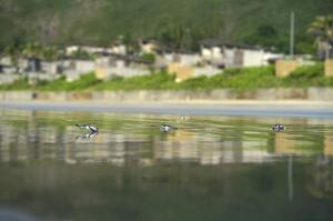 Turtle Hatchling Release at Six Senses Con Dao