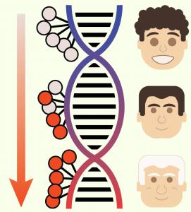 DNA strand with orange circles that represent epigentic aging. Beside it are 3 male faces in a progression that represents aging