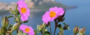 High-Quality Cistus incanus Mediterranean Herbal Tea from Linden Botanicals